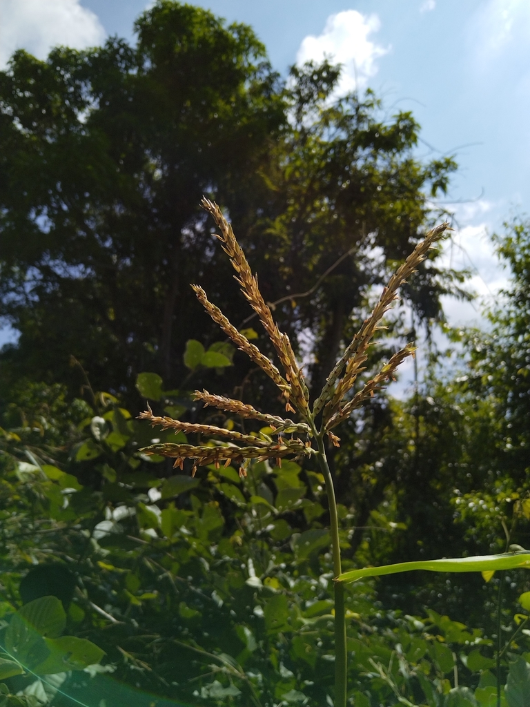 Teosinte