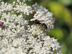 Gorytes quinquecinctus