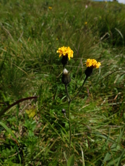 Crepis mollis