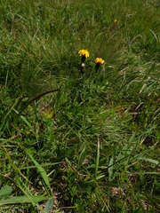 Crepis mollis
