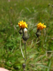 Crepis mollis