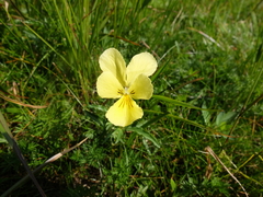 Viola lutea sudetica