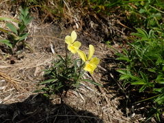Viola lutea sudetica