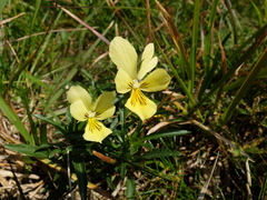 Viola lutea sudetica