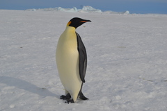 Aptenodytes forsteri