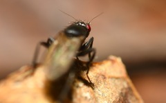 Limosina silvatica