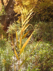 Phragmites australis americanus
