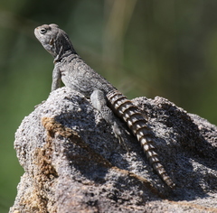 Oplurus cyclurus