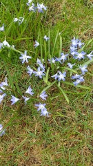 Scilla forbesii