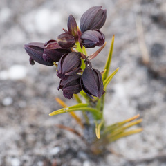 Eulophia ustulata
