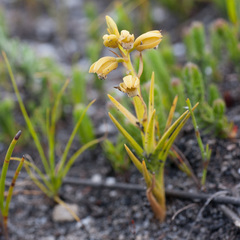 Eulophia ustulata