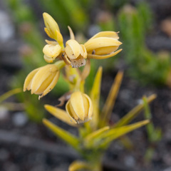 Eulophia ustulata