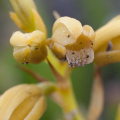 Eulophia ustulata