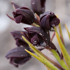 Eulophia ustulata