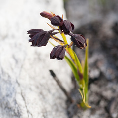 Eulophia ustulata