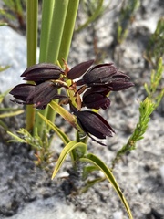 Eulophia ustulata