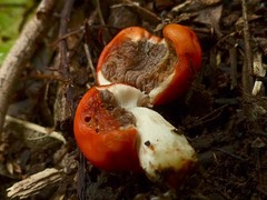 Leratiomyces erythrocephalus