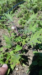 Brassica oleracea acephala