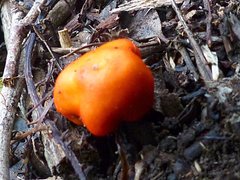 Leratiomyces erythrocephalus