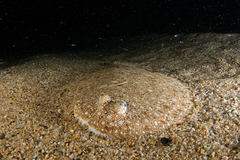 Synapturichthys kleinii