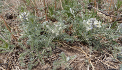 Sophora nuttalliana