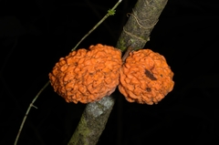 Polyalthia