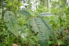 Polyalthia