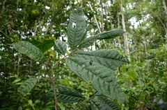 Polyalthia