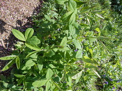 Baptisia australis