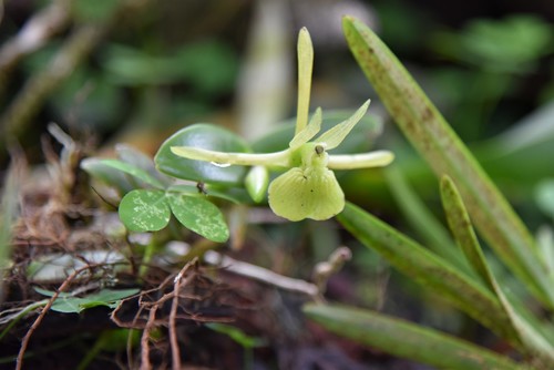 Epidendrum platychilum Schltr.