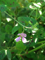 Phaseolus filiformis