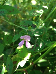 Phaseolus filiformis