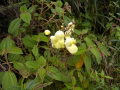 Calceolaria spruceana