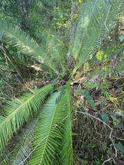 Dioon