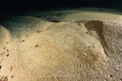 Scophthalmus rhombus