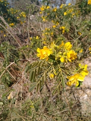 Senna multiglandulosa