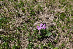 Primula integrifolia