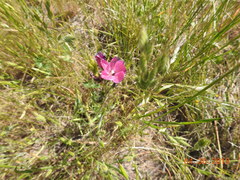 Sidalcea diploscypha