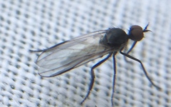 Rhamphomyia