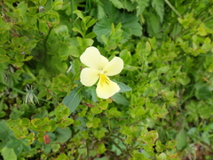 Viola lutea sudetica