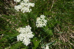 Meum athamanticum