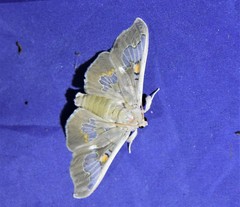 Siga pyronia