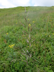 Helictochloa planiculmis