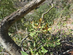Euclea crispa ovata