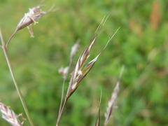 Helictochloa planiculmis