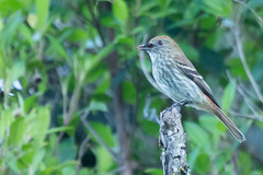 Knipolegus cyanirostris