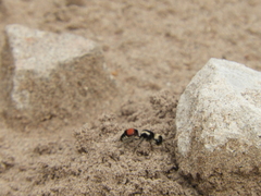 Darditilla amabilis
