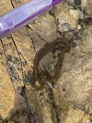 Nemalion elminthoides