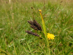 Carex atrata