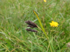 Carex atrata